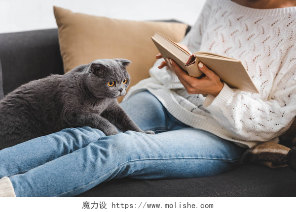 家里沙发上看书的女人女人躺在沙发上与苏格兰猫一起看书的剪影
